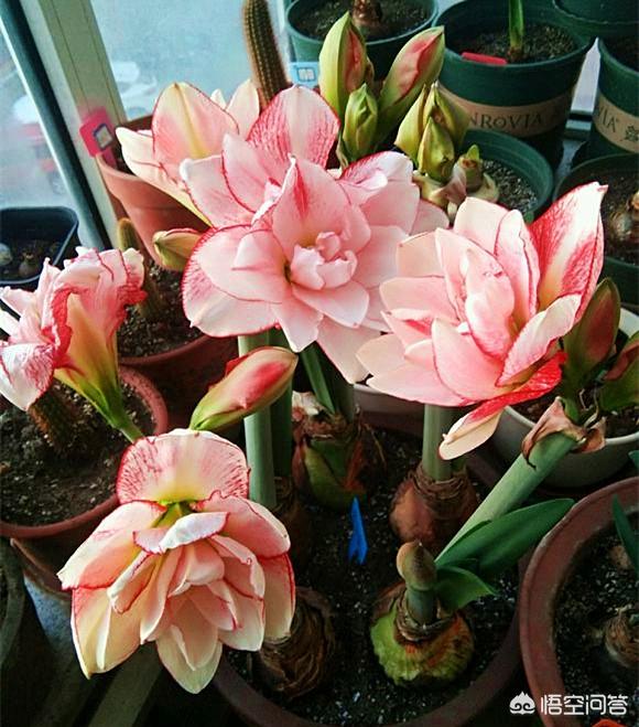 大色猫:茶花有几种品种，哪个最好？