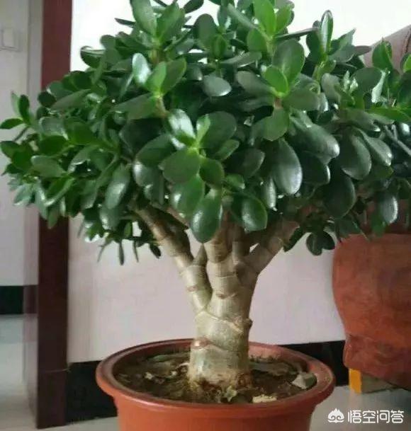 玉树养成盆景的几个技巧，为什么有人养在室内就容易挂掉呢？插图29
