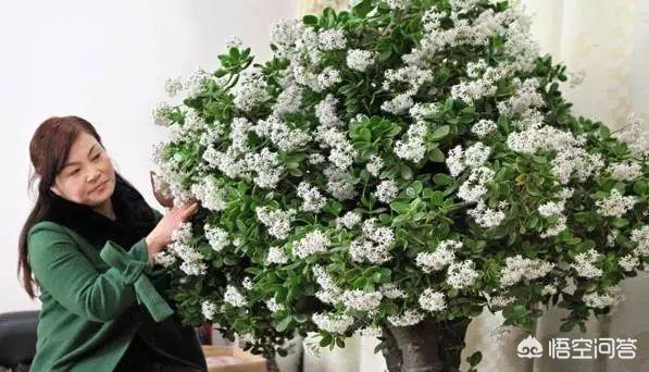 玉树养成盆景的几个技巧，为什么有人养在室内就容易挂掉呢？插图36