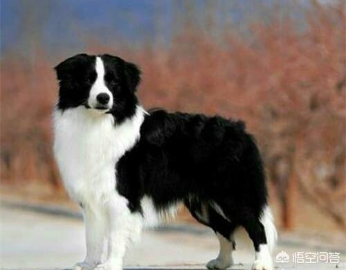 中国边境牧羊犬论坛:边境牧羊犬的服从性怎么样？为什么？