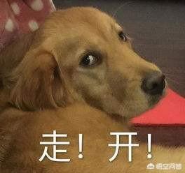 东非猎犬生病怎么办:人们做的什么事情会让金毛犬感到很害怕？