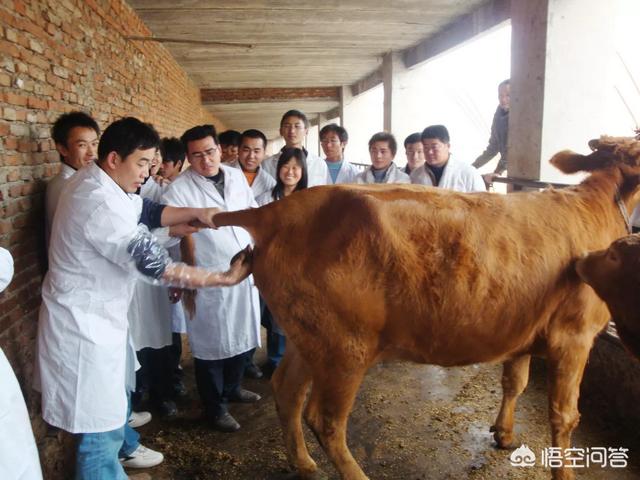 牛场大母牛图片:暗黑破坏神2牛场母牛 牛犊子价格接近万元，养牛还有赚头吗？