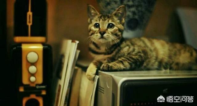 外国评价中国狸花猫:狸花猫的基因有多么强大？有何依据？