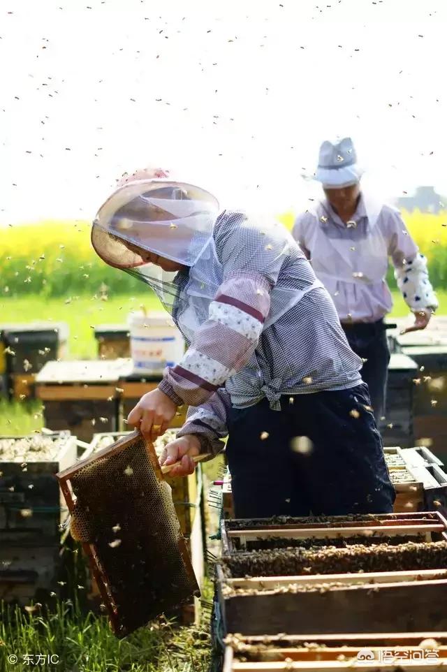 中国水龙饲养环境布置:龟缸如何布置才能还原原生态的饲养环境？