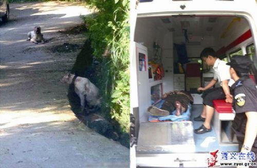 兖州杜高犬舍:狗咬死人后，狗的主人需要承担什么样的法律责任？ 沈阳杜高犬舍