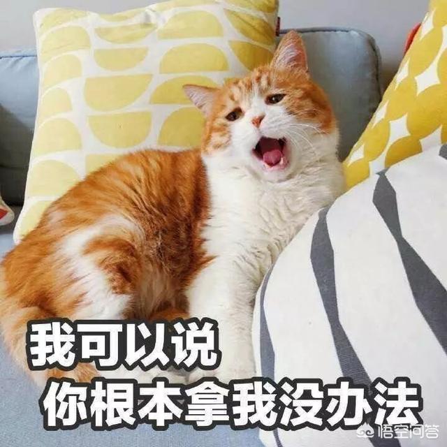 公猫绝育后蛋蛋有多大:公猫绝育手术后是否会很痛苦？