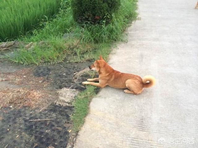 狗狗心事2最新章节:为什么有的人看起来很和善，却不招狗喜欢？