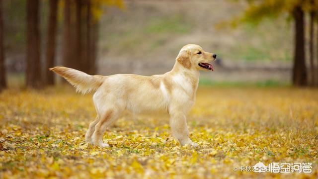 金毛犬的喂养:金毛犬三个不同阶段该怎么喂食？