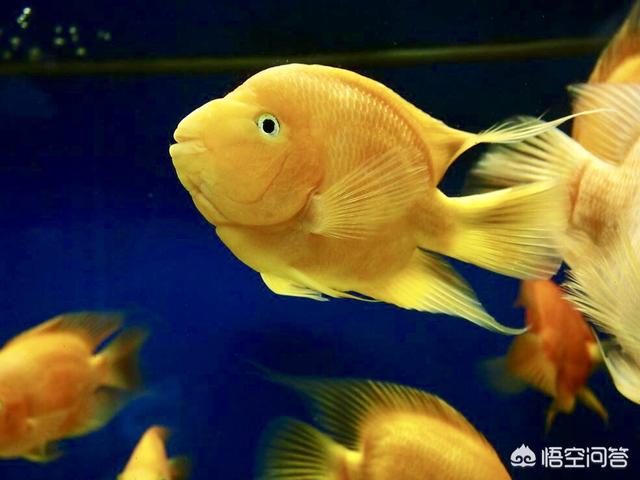 红虫图片:冰冻的红虫就一定是消毒了吗，自己捞取的鱼虫就一定带菌吗？