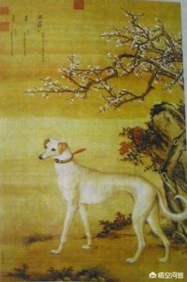 细犬:中国细犬到底是什么样的？滑条是细犬吗？
