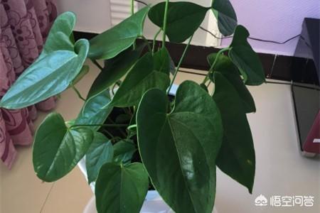 植物鹤顶红图片:红掌长得像树一样，枝大叶大还不开花，怎么办？