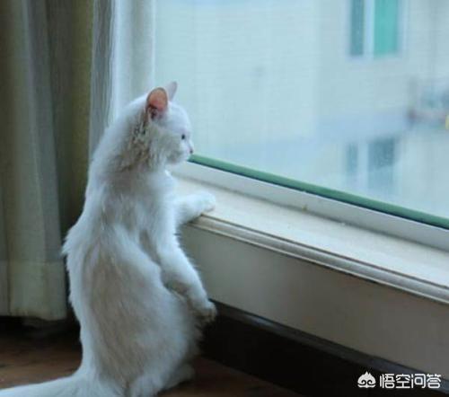 笼养猫的好处:散养猫怎么才能把猫养住？