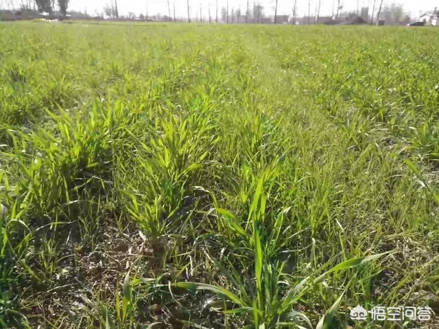 节节麦杂草如何有效清理，小麦田杂草节节麦，为什么很多，该如何防治？