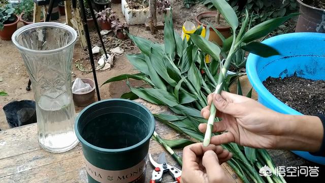 家里富贵竹的种植方法:富贵竹能扦插吗？富贵竹怎么繁殖？