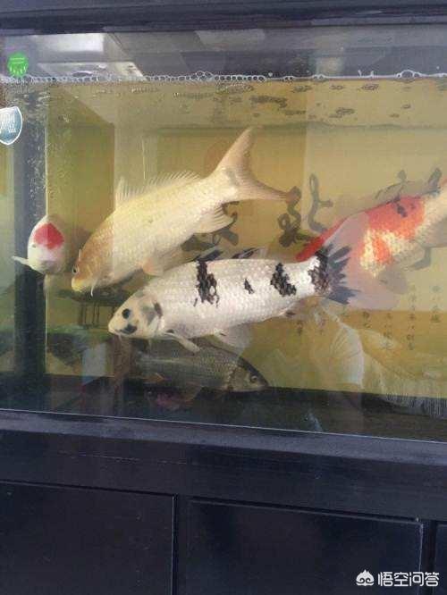 锦鲤鱼吃什么药:养鱼的高手来帮我看看我的锦鲤怎么了？