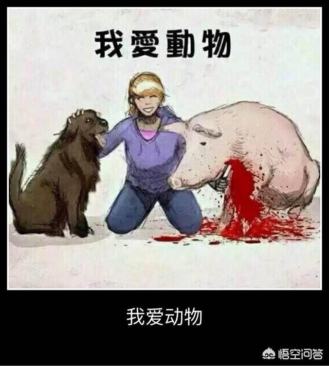 宠物搜救犬:宠物犬搜救犬 为什么有的极端爱狗人士总是喜欢把警犬救援犬跟流浪犬相比较？