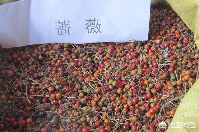 头条问答 刚采摘的蔷薇种子 怎么保存 什么时间播种 帅山农的回答 0赞