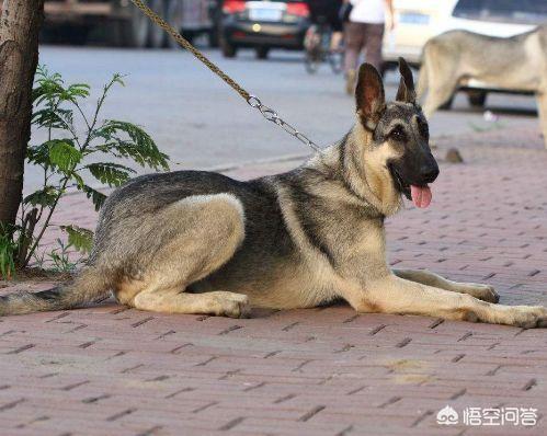 狼青犬训练方法:狼青犬都有什么样的优点？
