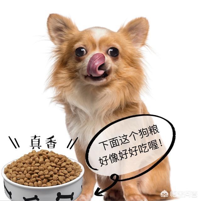 法国斗牛犬图片:法国斗牛犬在什么情况下是不能洗澡的呢？