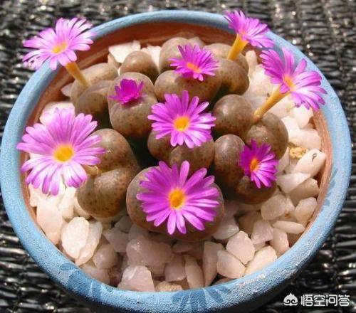 石花图片,鹿角海棠茎杆枯萎可以浸盆吗？