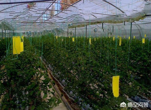 室外苍蝇太多怎么消灭最好:农村院子里苍蝇很多，怎么长期驱逐？或者消灭？