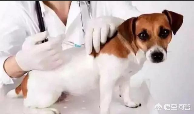 幼犬四联疫苗有哪些:小狗两个月大要打什么针？