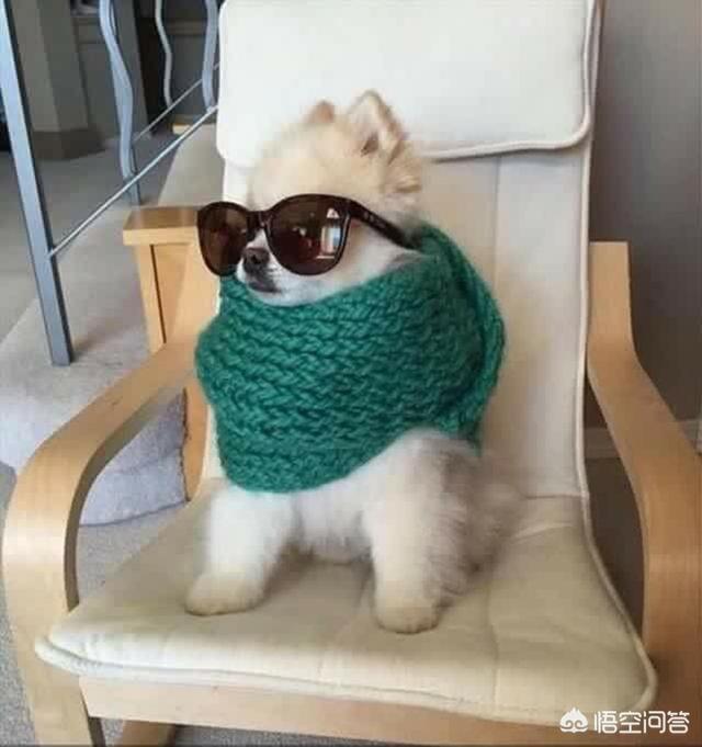 博美狗品种:蝴蝶犬VS博美犬之间，谁更胜一筹？