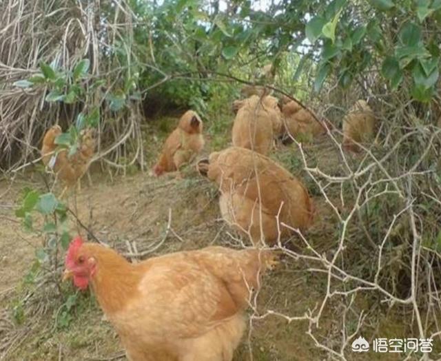 火鸡养殖成本投入多少钱:养500只真正的有机土鸡的成本是多少？