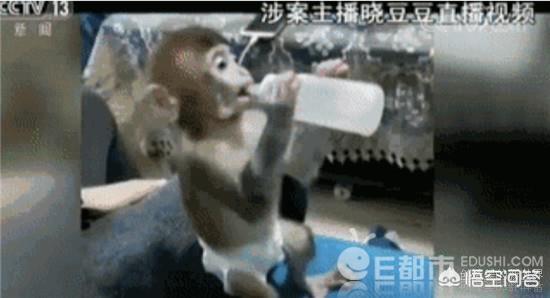 宠物猴子多少钱一只:哪里能买到可以当宠物饲养的小猴子？ 宠物猴子多少钱一只猴子可以当宠物养吗|小宠品种