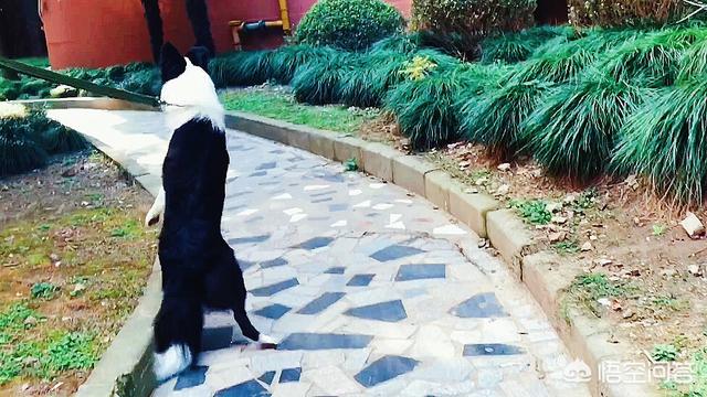 边牧训练教程边境牧羊犬怎么训练:边牧几个月的时候开始训练最好？