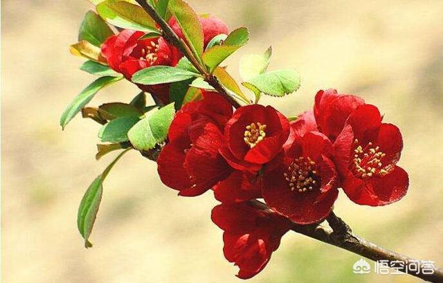 张爱玲说人生有三大遗憾：鲥鱼多刺、海棠无香、《红楼》未完，有什么深意？插图7