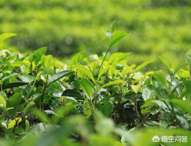 直接用茶树品种命名的茶叶有哪些？