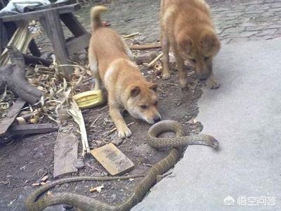 土狗制服藏獒逆袭成功:常见的大黄狗可以和藏獒一样在高原上生活吗？原因是什么？