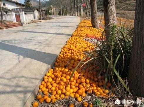 天猫玛氏宠物官方旗舰店:开网店，拼多多、淘宝、天猫、京东，哪个适新手？