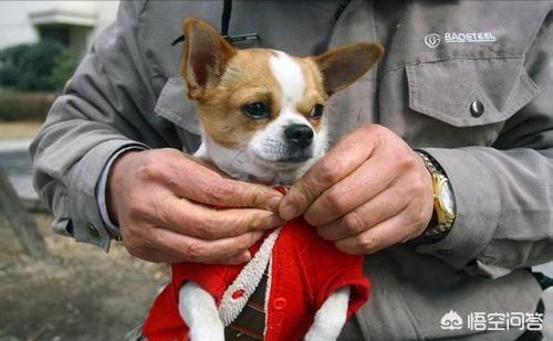 救助犬最后的遗言:为什么有些宠物收容所的宠物不被认领就要被安乐死？