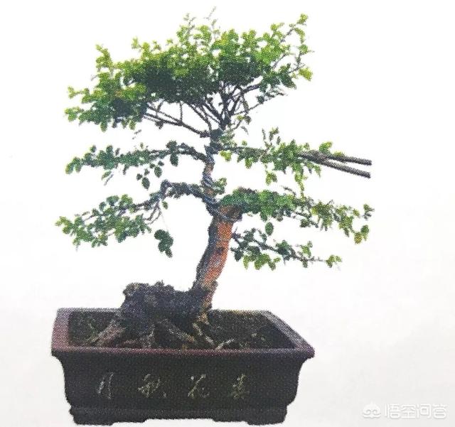 灰叶锦鸡儿:锦鸡儿（雀梅）该怎么制作盆景？