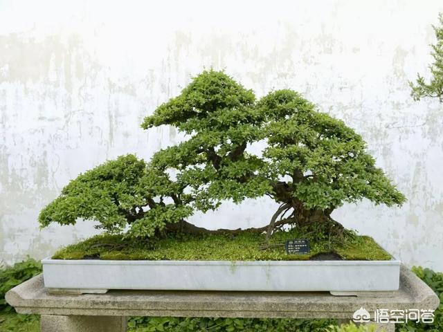 灰叶锦鸡儿:锦鸡儿（雀梅）该怎么制作盆景？