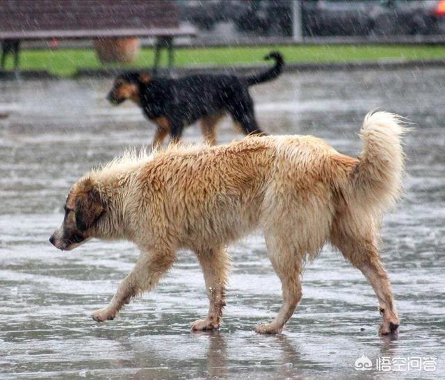 浏阳市的流浪狗狗在那里:在一个十八线小县城开一个流浪狗收容所，可不可行？