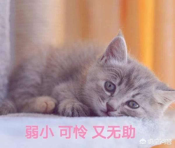 在《王者荣耀》中买了13个288的皮肤,值吗？