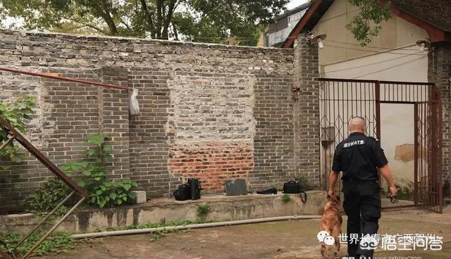 南昌巨贵犬舍:一般警犬都是怎么炼成的？ 北京巨贵犬舍