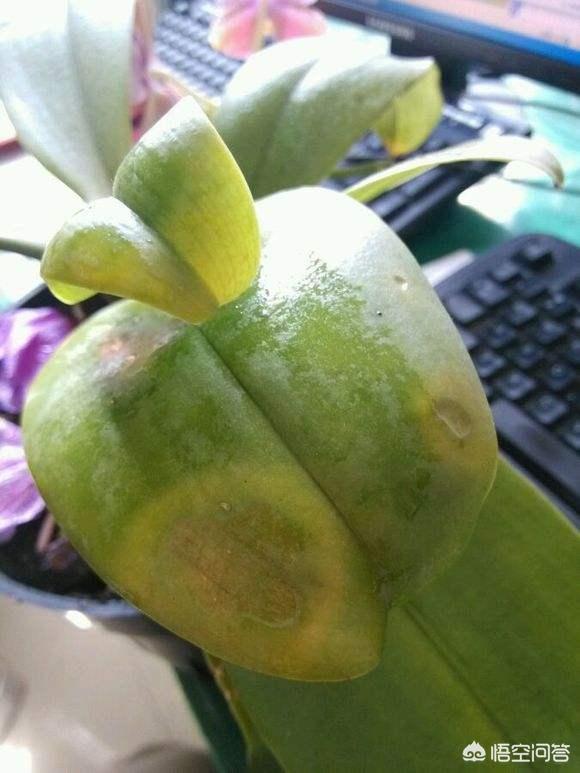 刚种的小叶桢楠树苗叶子发蔫:栀子花叶子蔫了如何补救？日常如何养护？