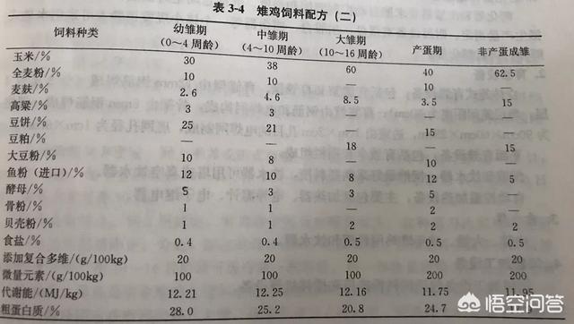 红腹锦鸡养殖前景愁卖:养殖鸵鸟的市场前景怎么样？ 红腹锦鸡种植技术