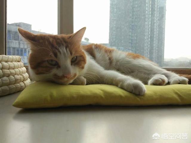 猫的黄疸病检查多少钱:猫咪生病了，花很多钱治病应该吗？