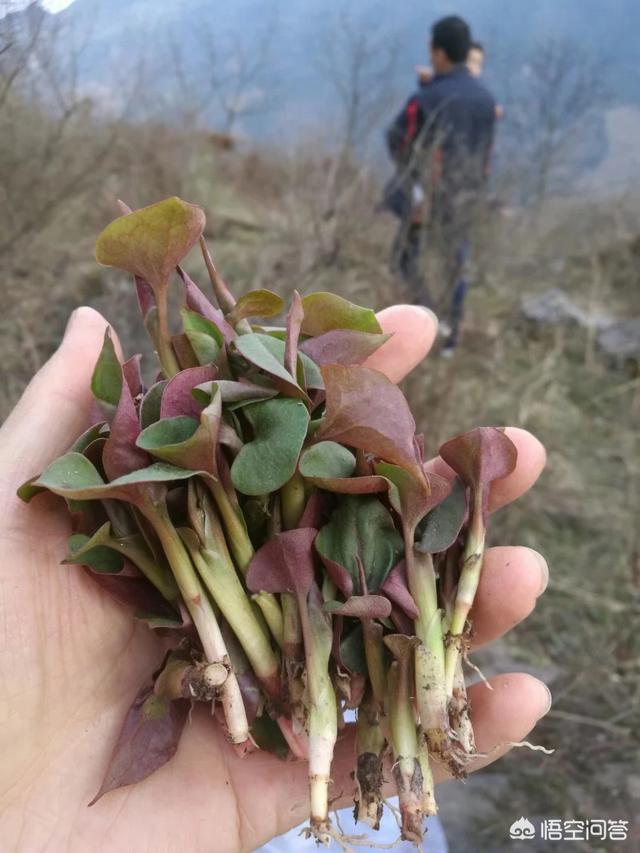 哪些野菜可以吃？