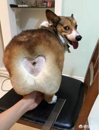 威尔斯柯基犬的屁股:为什么柯基犬，总是喜欢用屁股对着人？