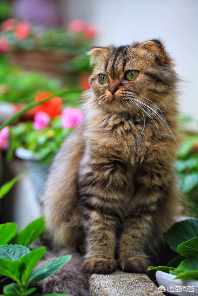 什么品种的猫好看？