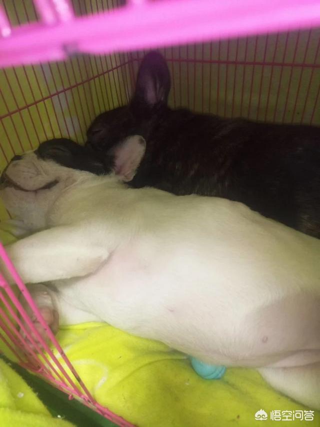 法牛犬:法斗犬除了喜欢会舔人，还有什么原因让它舔人吗？