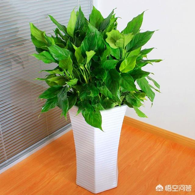 花土里加火山石:盆栽万年青用什么土培好？
