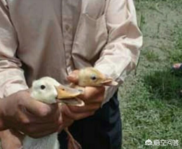 鸭子吃什么:为什么鸭子特别喜欢吃用米糠和剩饭混合的食物？