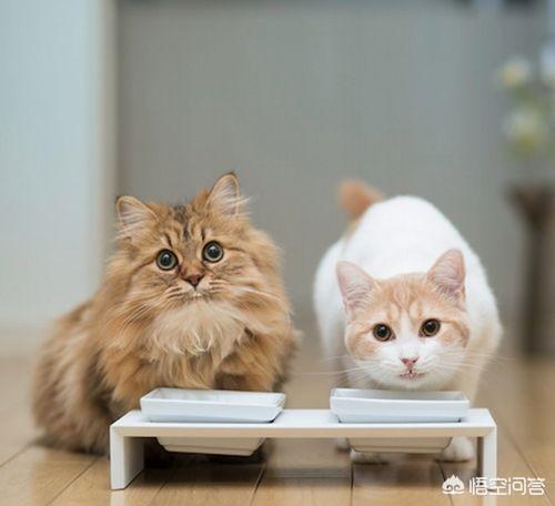 猫最佳喂食时间:猫咪该不该定时喂？为什么？